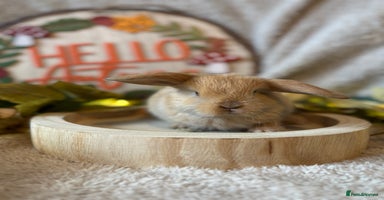 Mini Lop rabbits - Advert 2