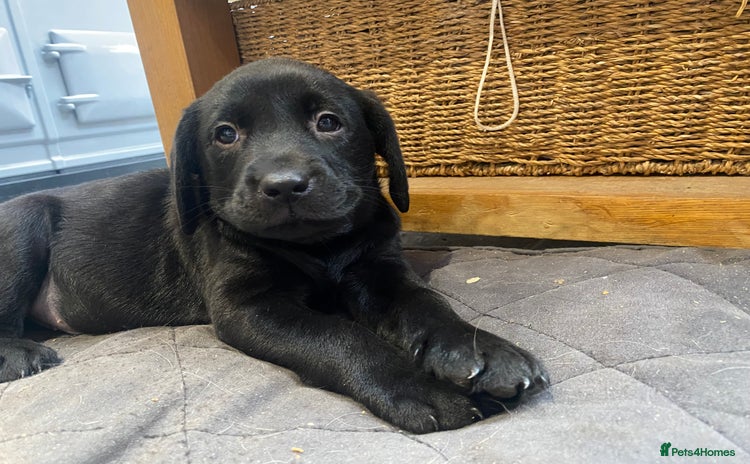 Labrador Retriever dogs - Advert 6