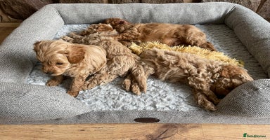 Cockapoo dogs - Advert 4