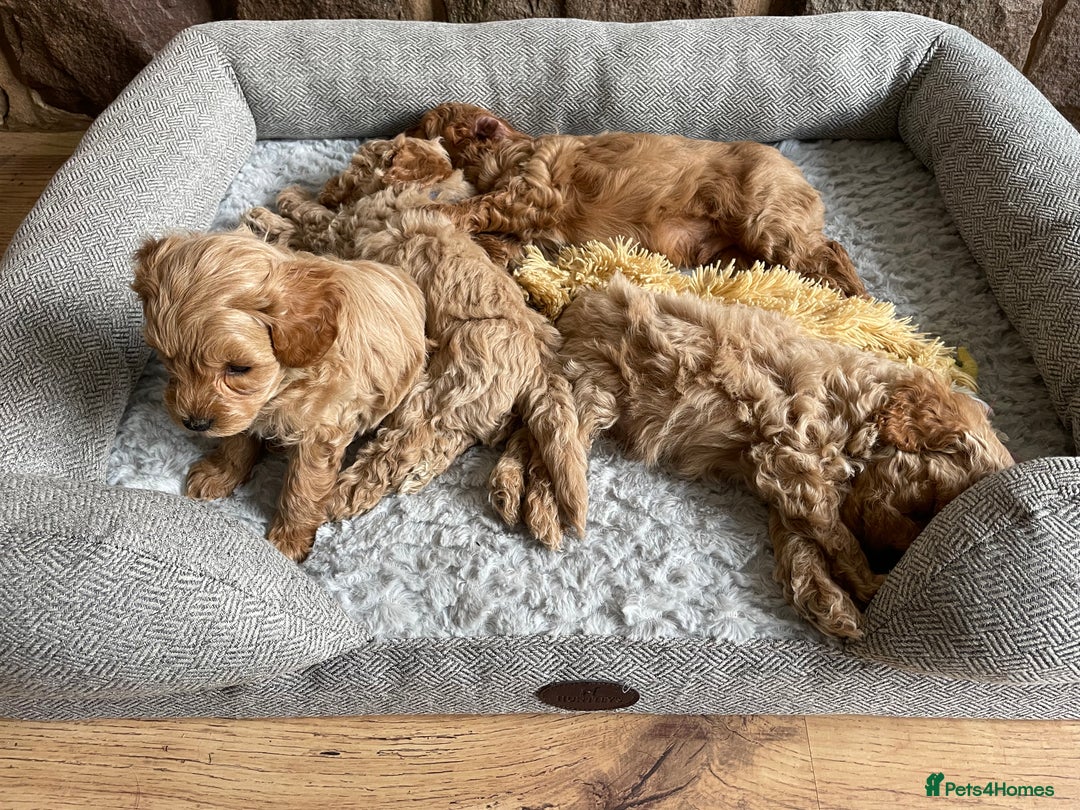 Cockapoo dogs for sale: F1B TOY COCKAPOO PUPPIES - Image 3