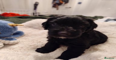 Mixed Breed dogs - Advert 12
