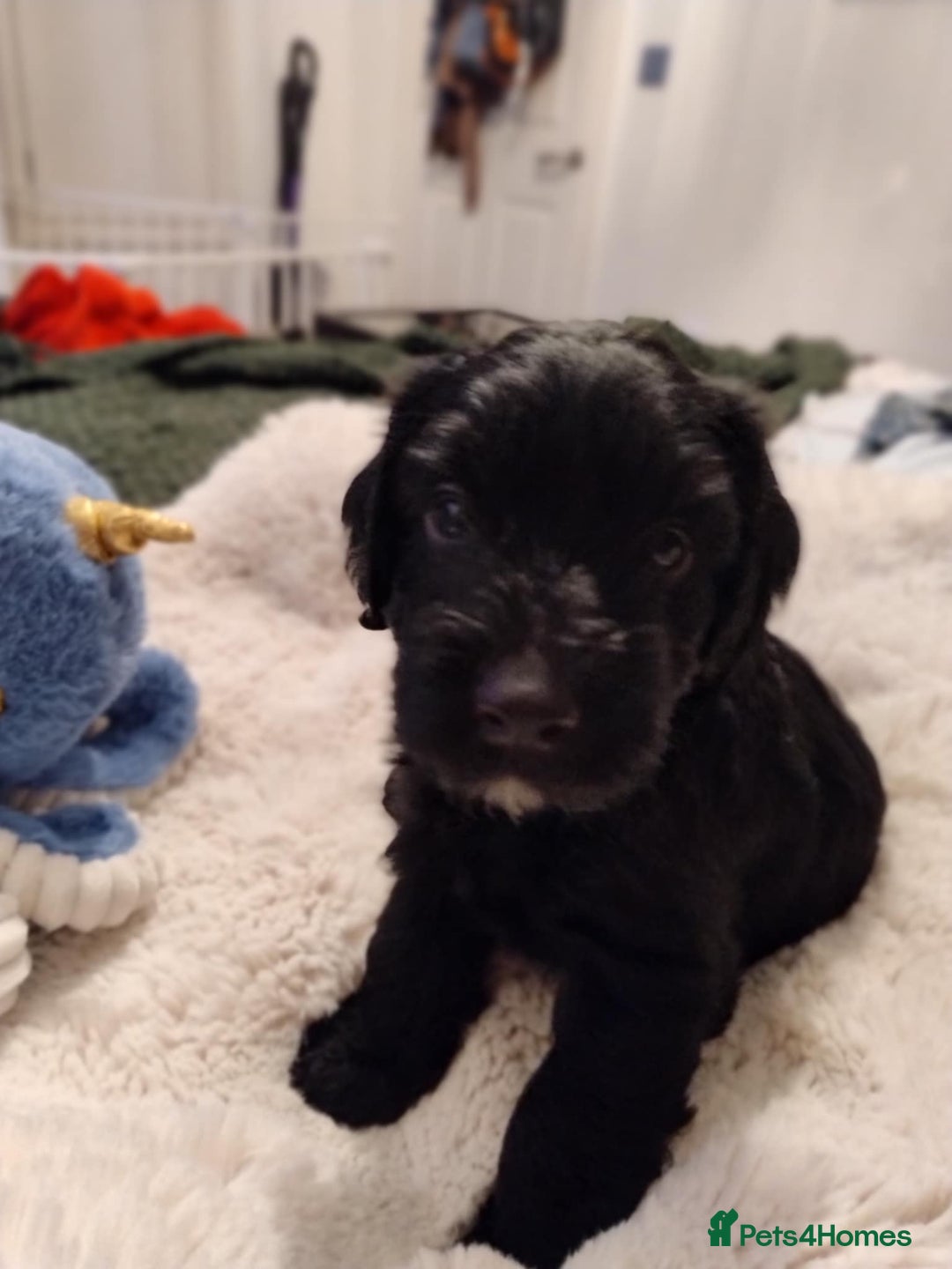 Mixed Breed dogs for sale: Very rare Black Cockerpoo and Chocolate puppies - Image 2