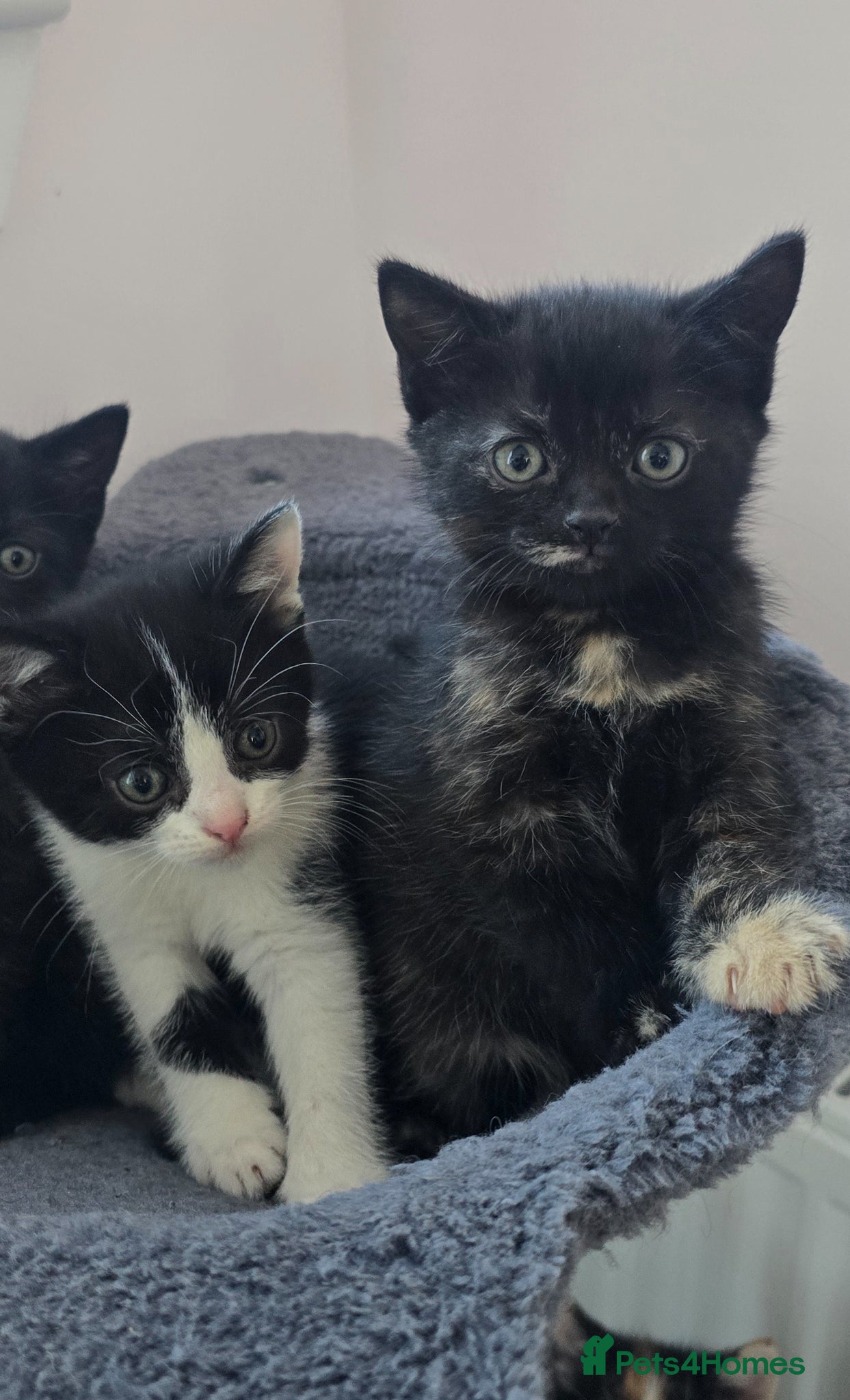 Mixed Breed cats Lovely 2 girl kittens 😸 😍  - Advert 3