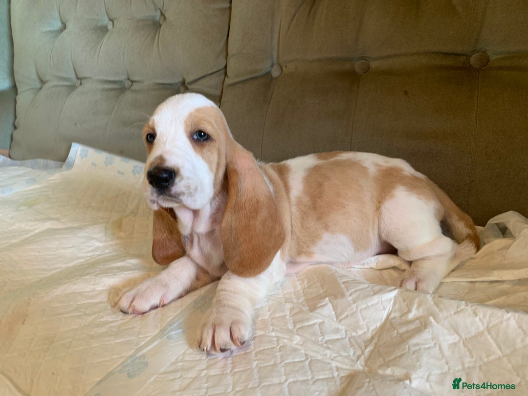 Basset Hound dogs for sale: Basset Hound Puppies - Image 5