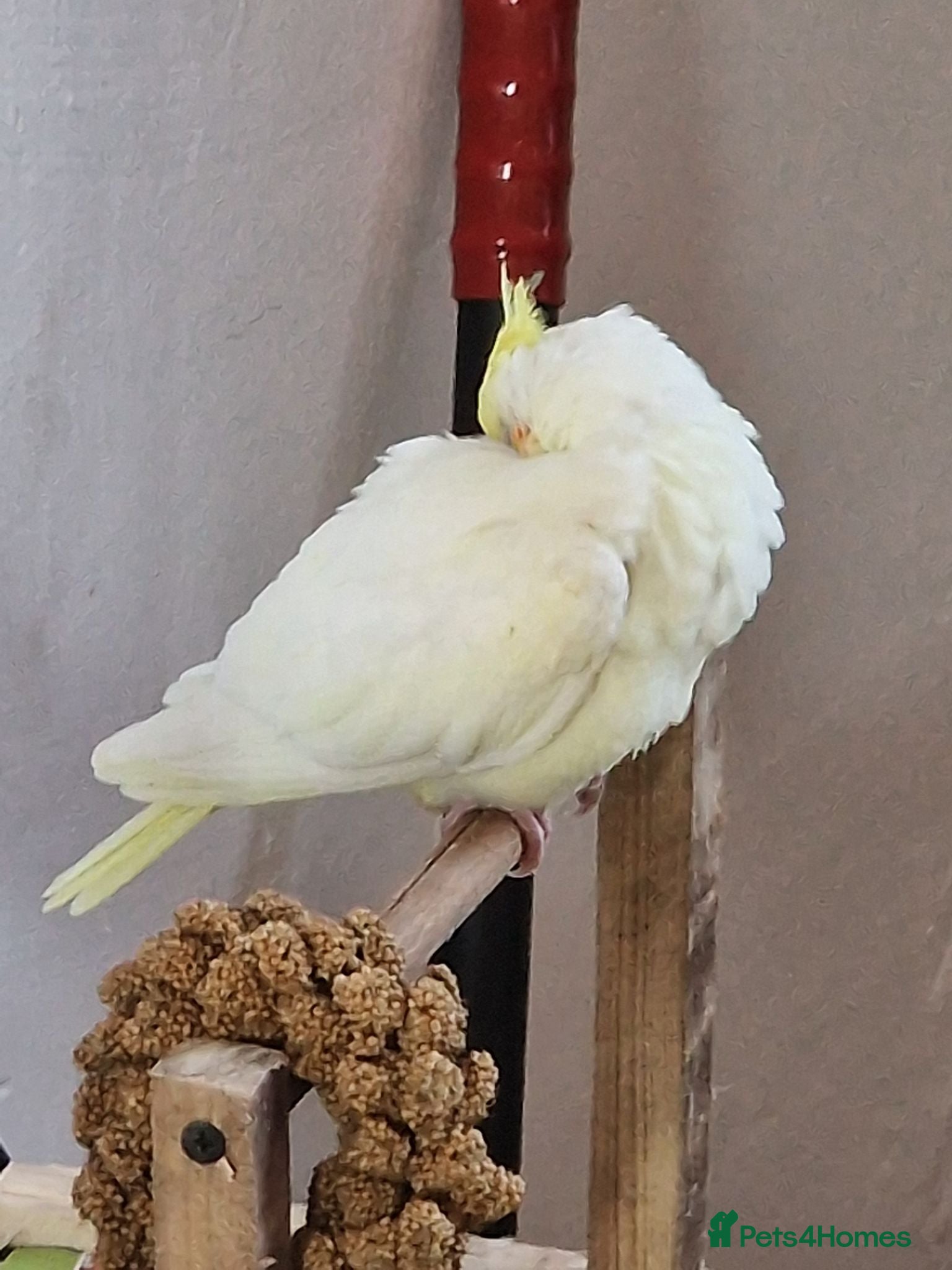 Cockatiels birds for sale: Juvenile Tame Cockatiels  - Advert 1