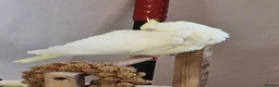 Cockatiels birds for sale: Juvenile Tame Cockatiels  - Advert 1