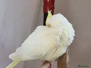 Cockatiels birds Juvenile Tame Cockatiels - Advert 1