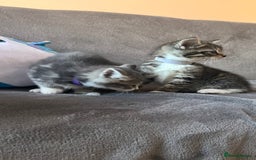 Mixed Breed cats for sale: Kittens - Image 14