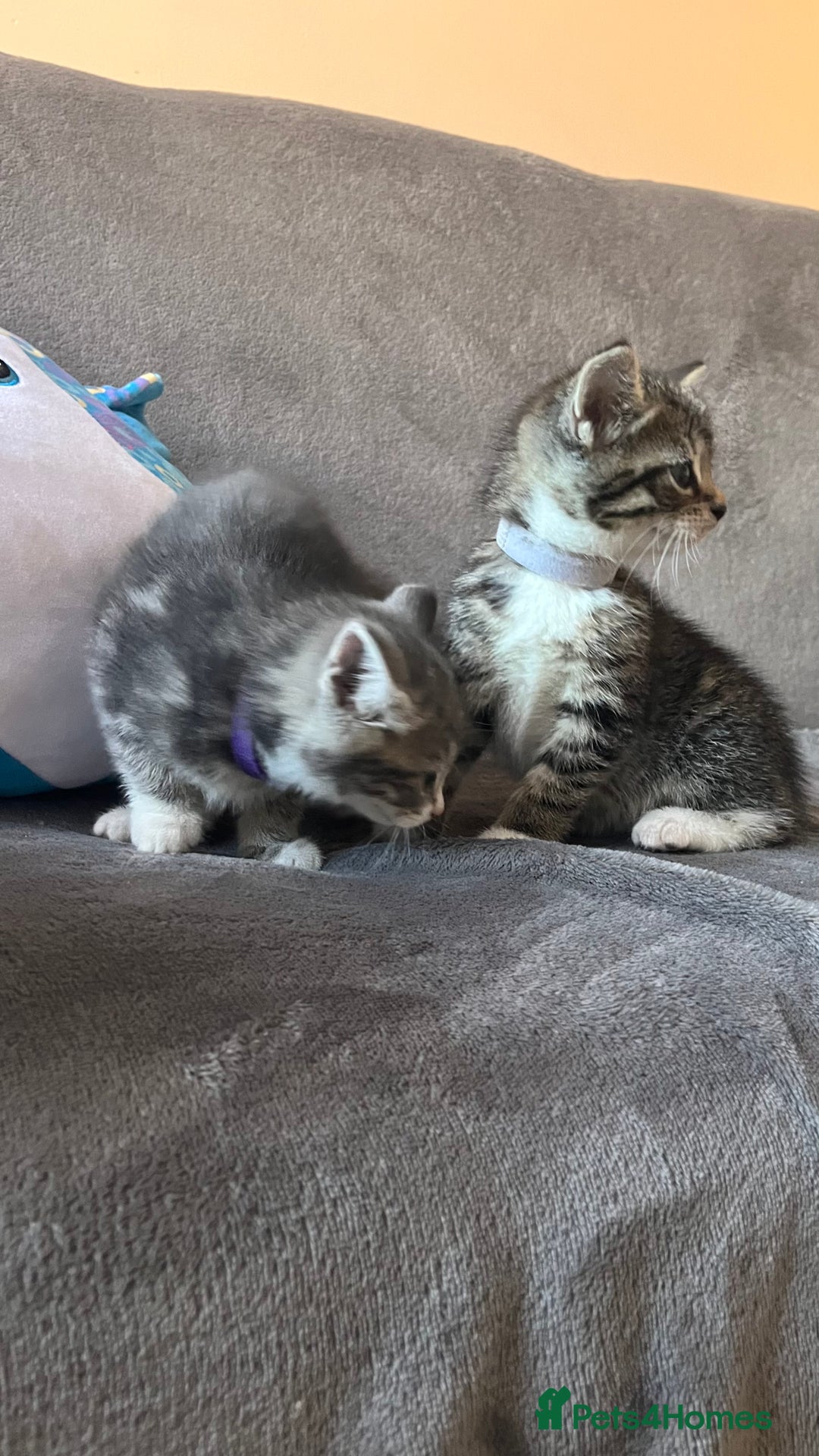Mixed Breed cats for sale: Kittens - Image 14