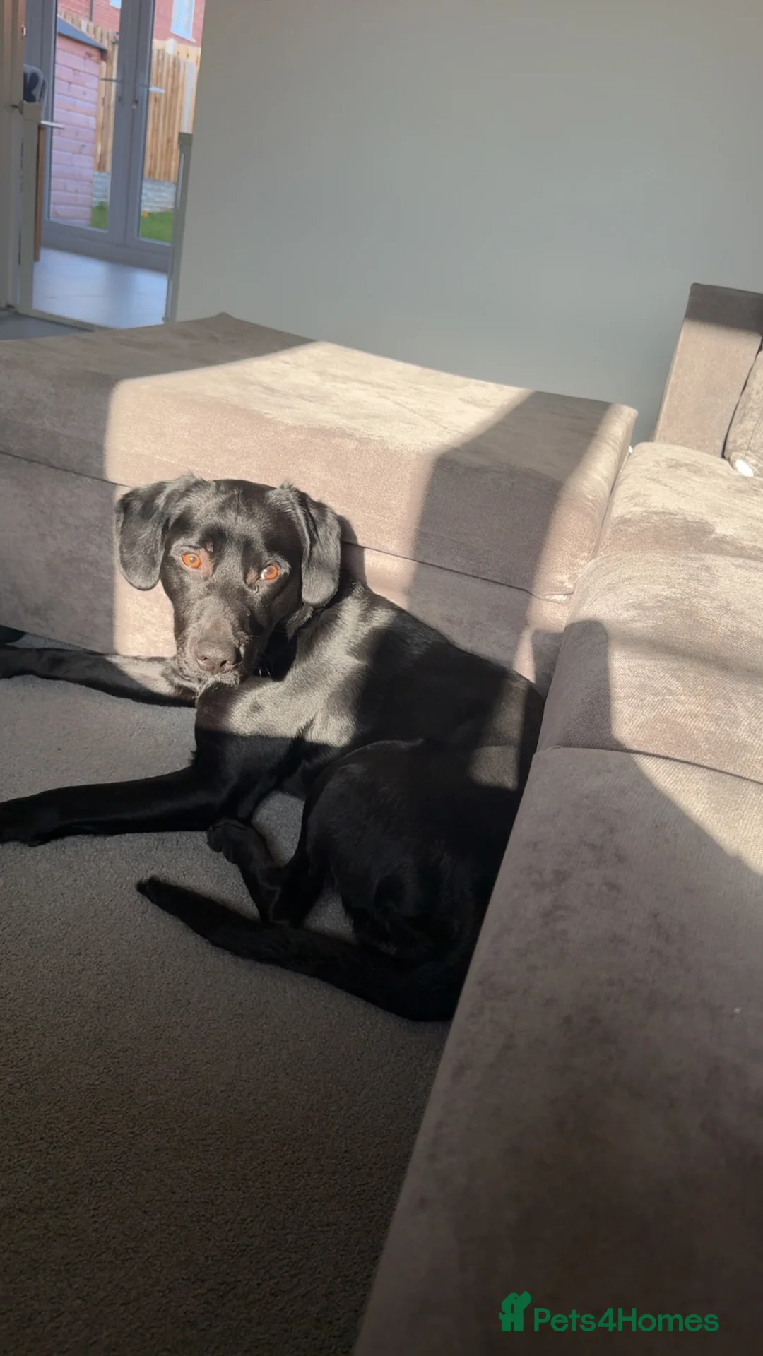 Springador dogs for sale: Celt  - Advert 2