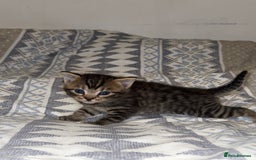 Domestic Shorthair cats for sale: Our babies looking for their forever lovely home - Image 14