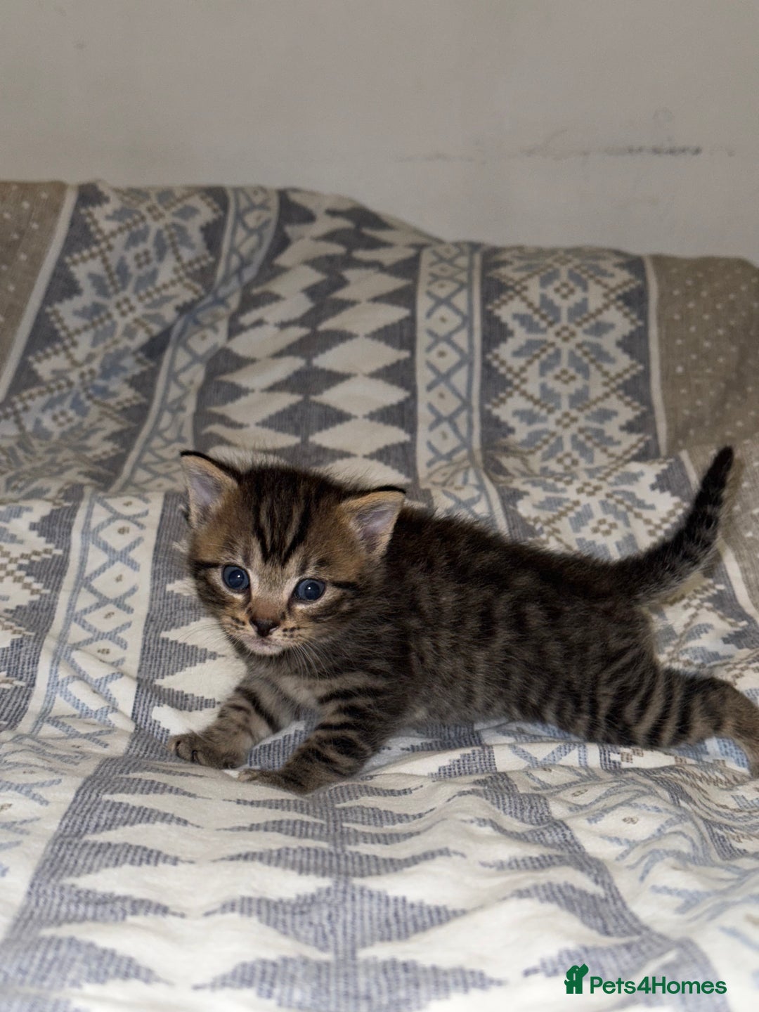 Domestic Shorthair cats for sale: Our babies looking for their forever lovely home - Image 14