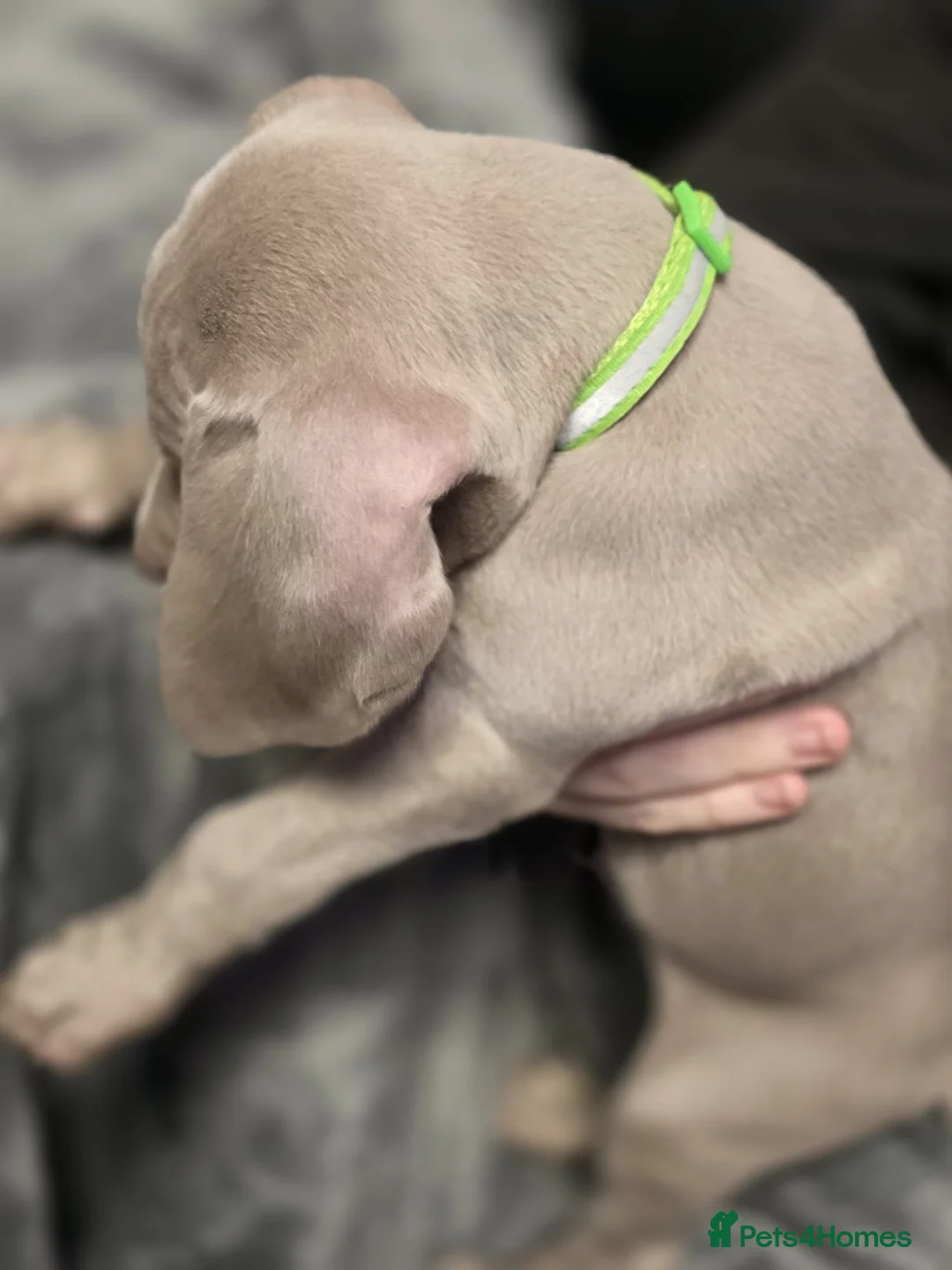 Weimaraner dogs for sale: Weimaraner gunalt champion bloodline KCregistered  - Advert 18
