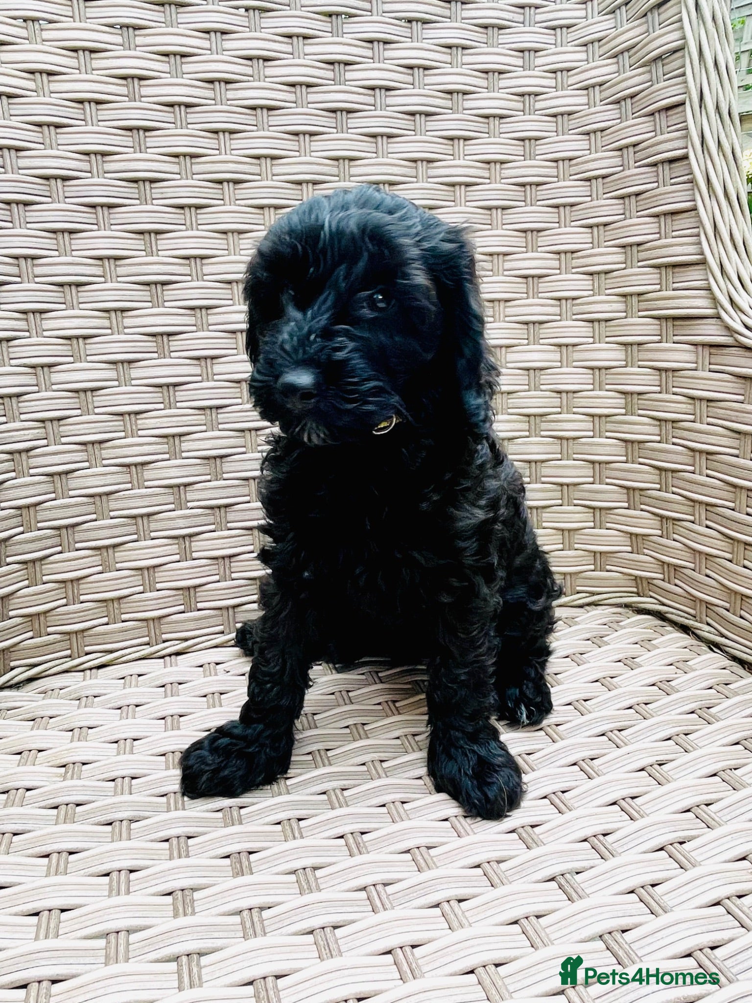 Cockapoo dogs LAST ONE! Stunning DNA/Health tested Cockapoo - Advert 2