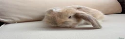 Mixed Breed rabbits for sale: Baby rabbits in Fareham - Advert 10