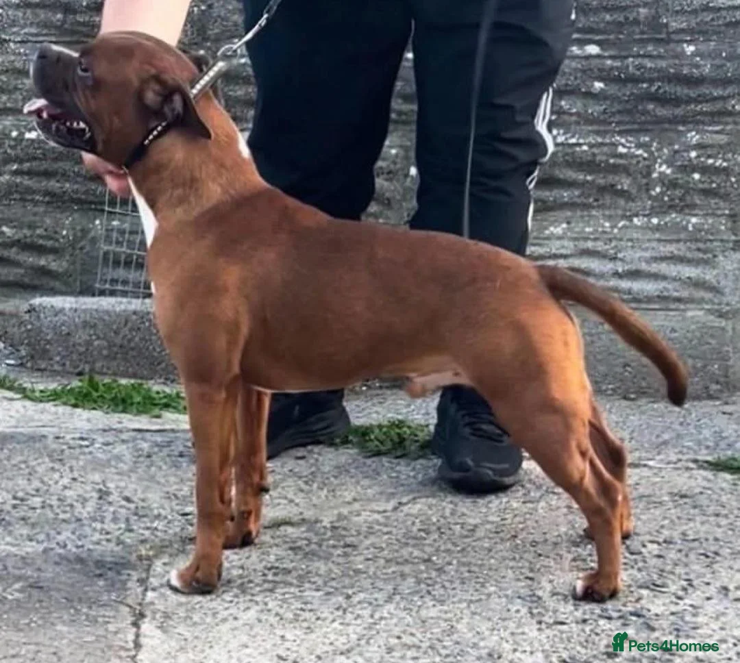Staffordshire Bull Terrier dogs for sale: 🧸RED STAFFORDSHIRE BULLTERRIER BOY🧸 in Nottingham - Advert 8