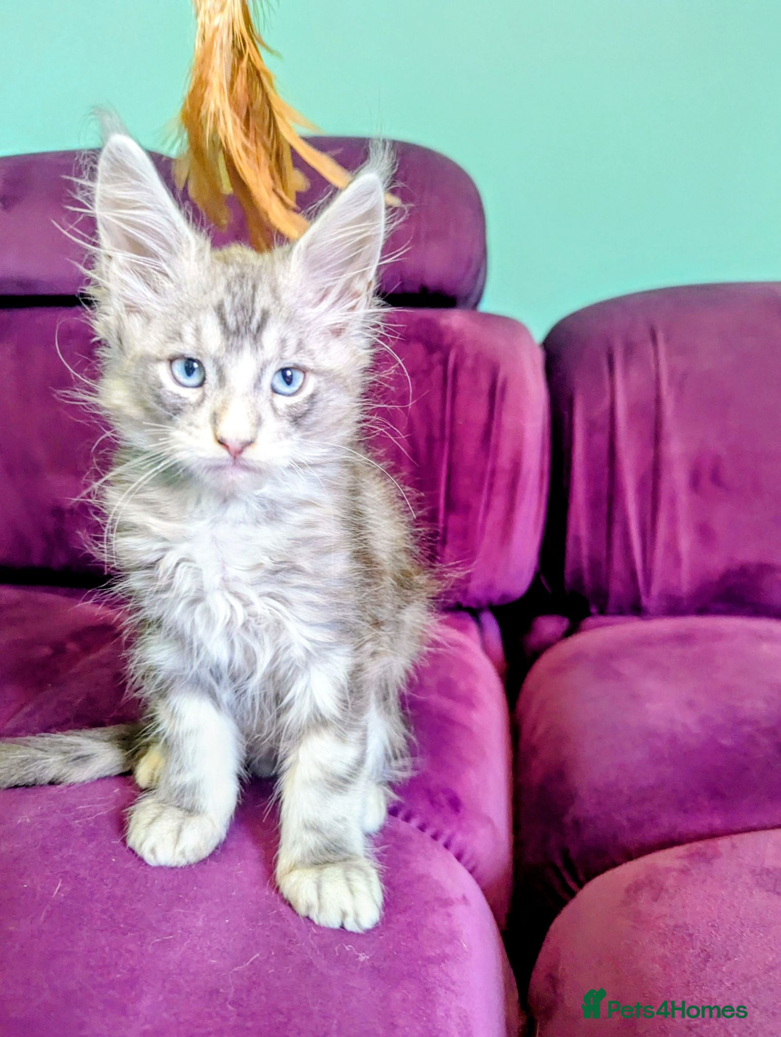 Maine Coon cats Maine Coon Pedigree Kittens  - Advert 1