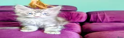 Maine Coon cats for sale: Maine Coon Pedigree Kittens  - Advert 9