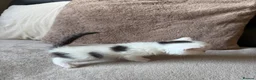 Exotic cats for sale: 4 exotic short hair boys for sale  - Advert 19