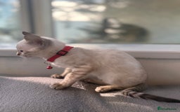 Bengal cats for sale: Snow Lynx Bengal Kittens - Image 28