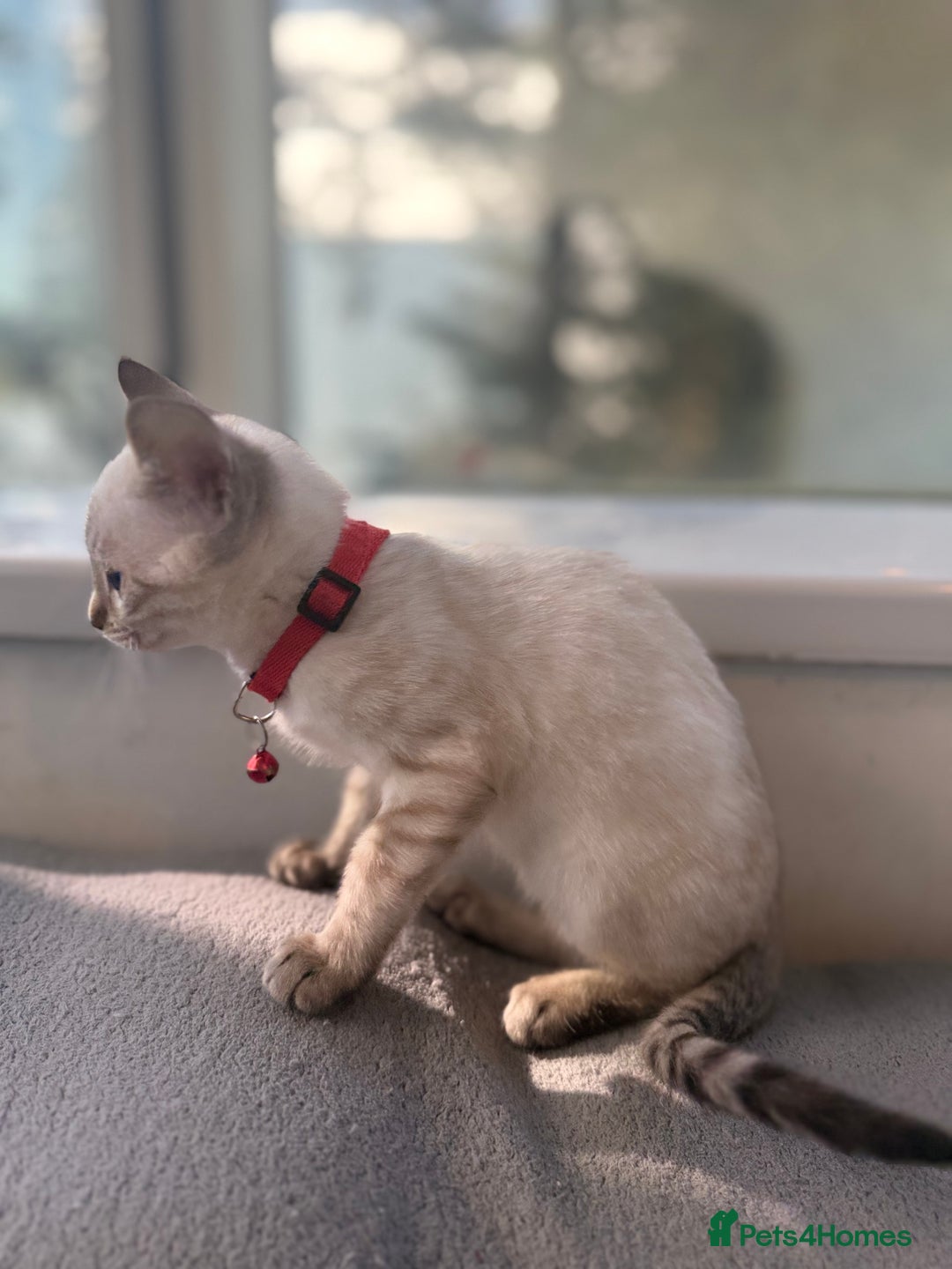Bengal cats for sale: Snow Lynx Bengal Kittens - Image 28