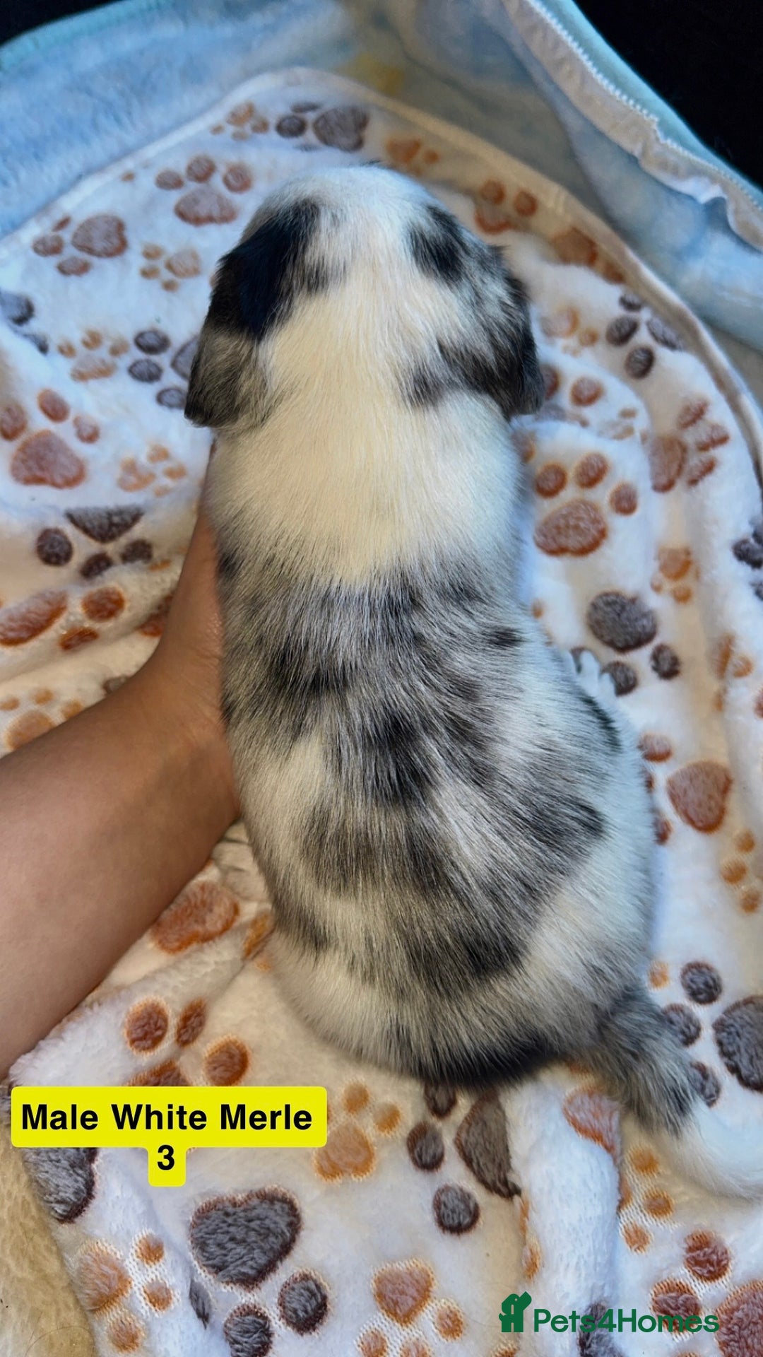 Mixed Breed dogs for sale: BLUE EYED RARE Genetic Merle Sprollies - Advert 5