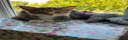 Mixed Breed cats for sale: 6 lovely female kittens.  - Advert 13