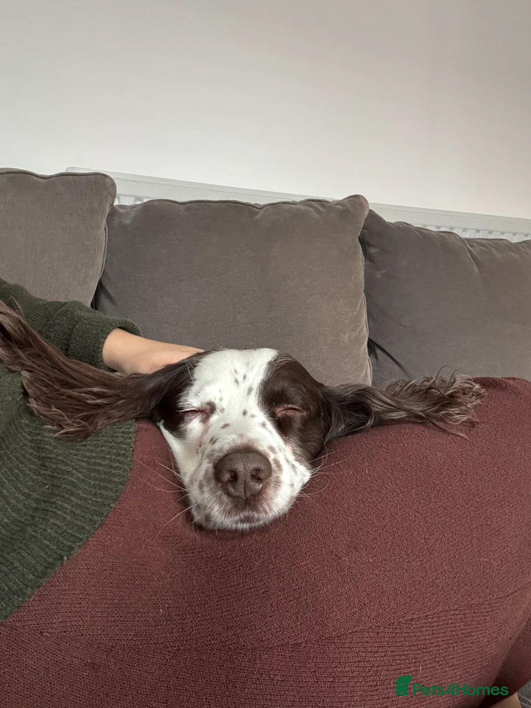 English Springer Spaniel dogs for sale: Reggie - Advert 2