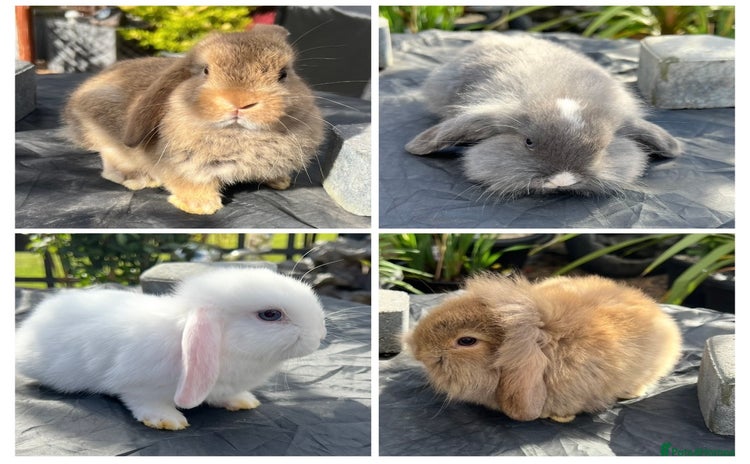 Mini Lop rabbits in Coalville - Advert 2