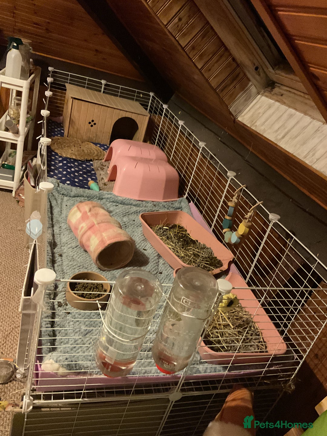 Guinea Pig rodents for sale: 3 female bonded guinea pigs - Advert 6