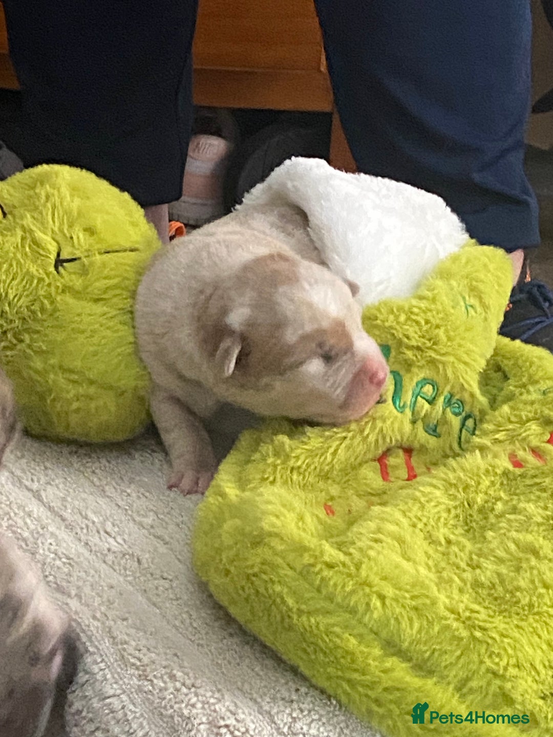 Mixed Breed dogs for sale: Can shepards - Advert 10