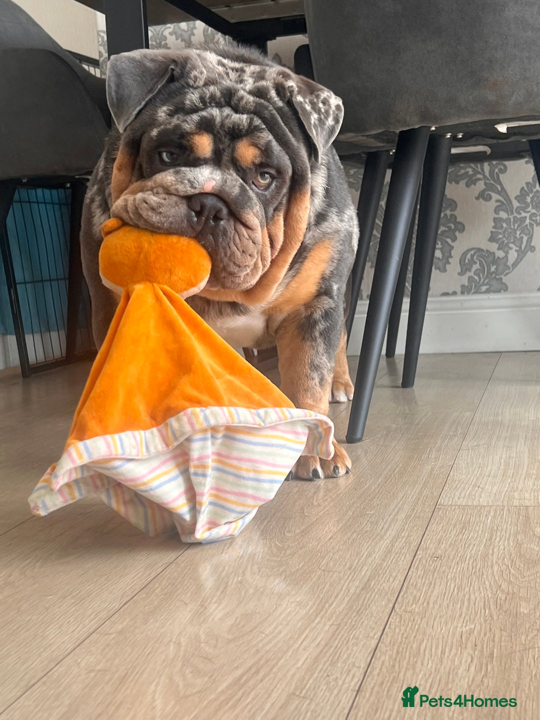 English Bulldog dogs for stud: Blue, Lilac & Tan Merle British Bulldog |STUD ONLY - Advert 7