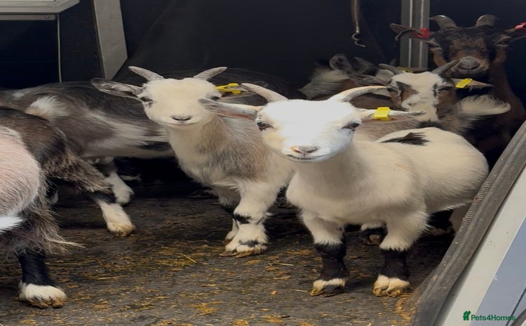 Goats livestock - Advert 2