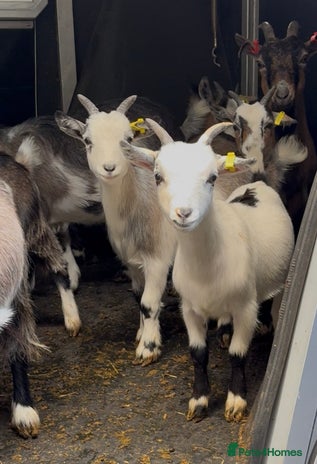 Goats livestock - Advert 2