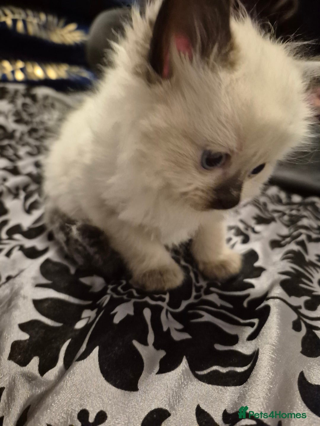 Ragdoll cats for sale: Seal point ragdoll kittens ready 28th December  - Advert 8
