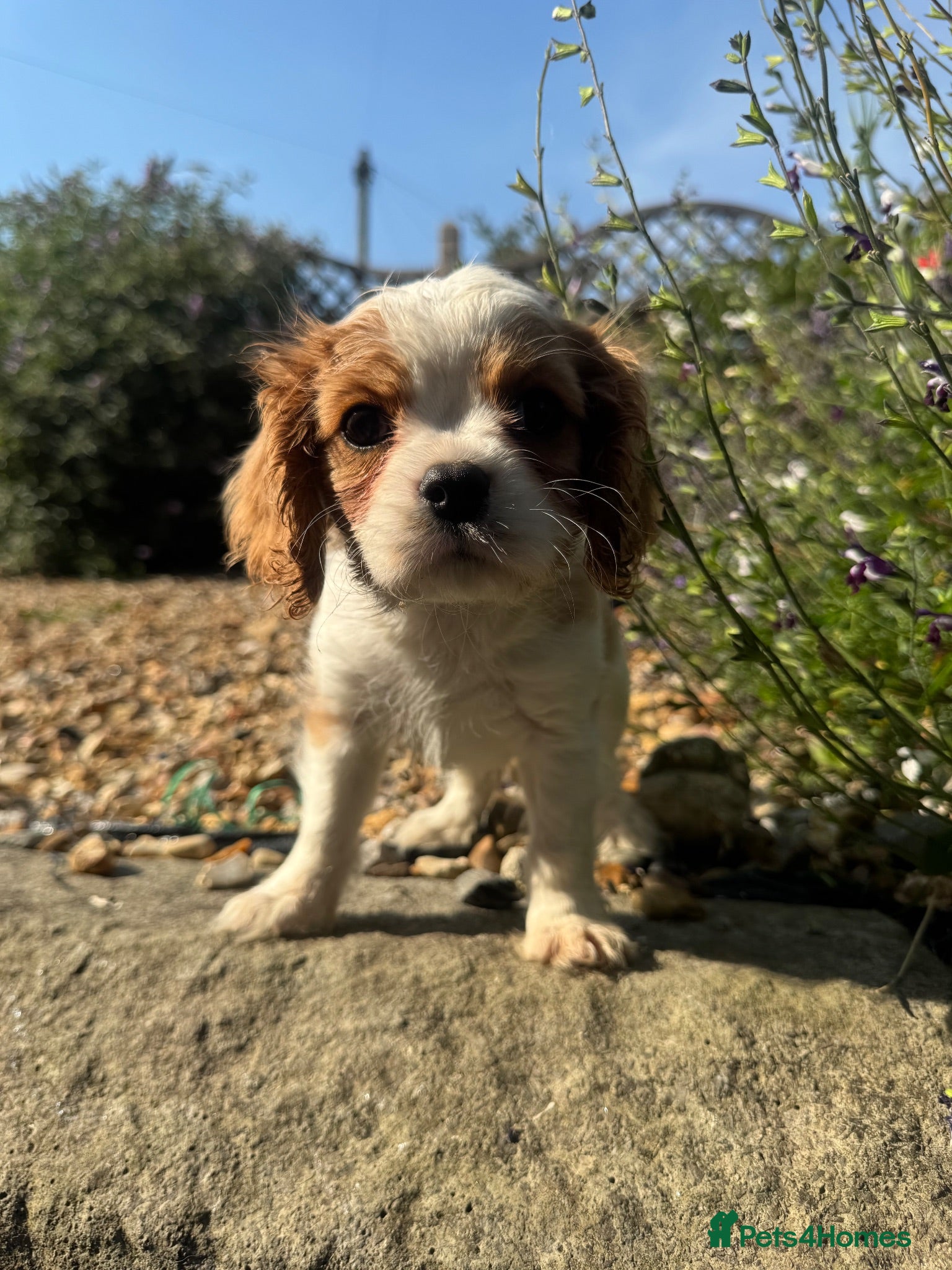 Cavalier King Charles Spaniel dogs Stunning hereditary clear KC one boy left - Advert 4
