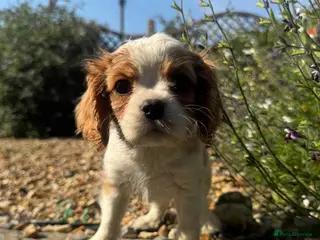 Cavalier King Charles Spaniel dogs Stunning hereditary clear KC one boy left - Advert 14