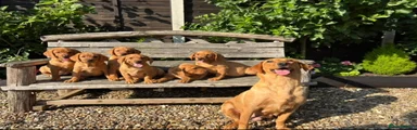 Labrador Retriever 1