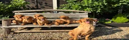 Labrador Retriever dogs for sale: Kc registered fox red labrador puppies - Advert 9