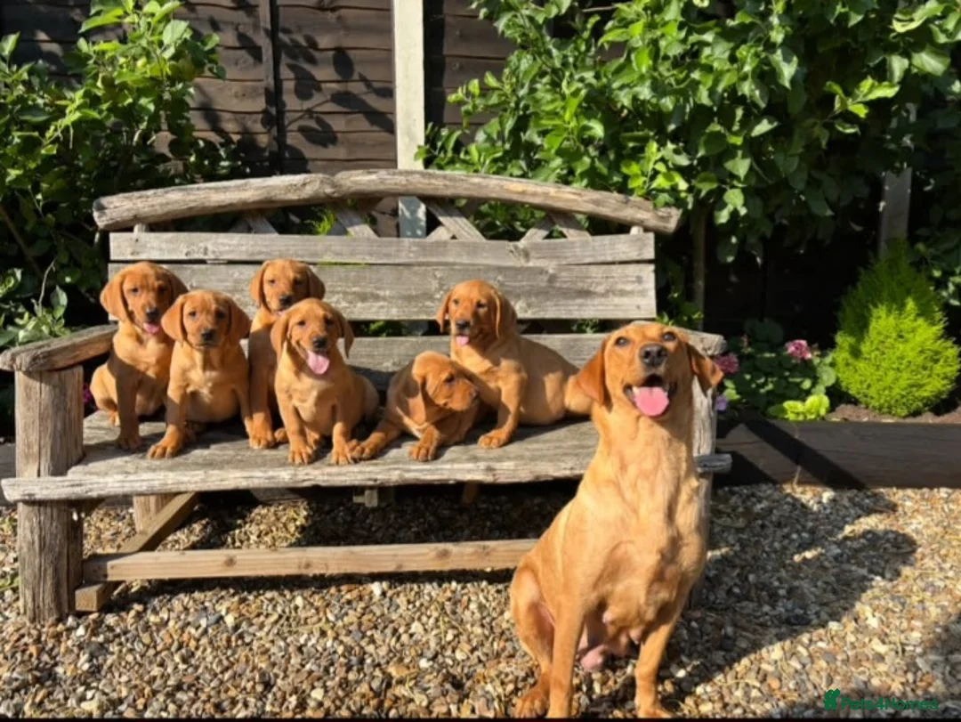 Labrador Retriever dogs for sale: Kc registered fox red labrador puppies - Advert 9