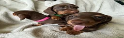 Miniature Dachshund dogs for sale: Beautiful kc miniature dachshund puppies - Advert 3