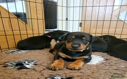 Dobermann dogs for sale: Gorgeous KC Dobermann Puppies  - Image 10