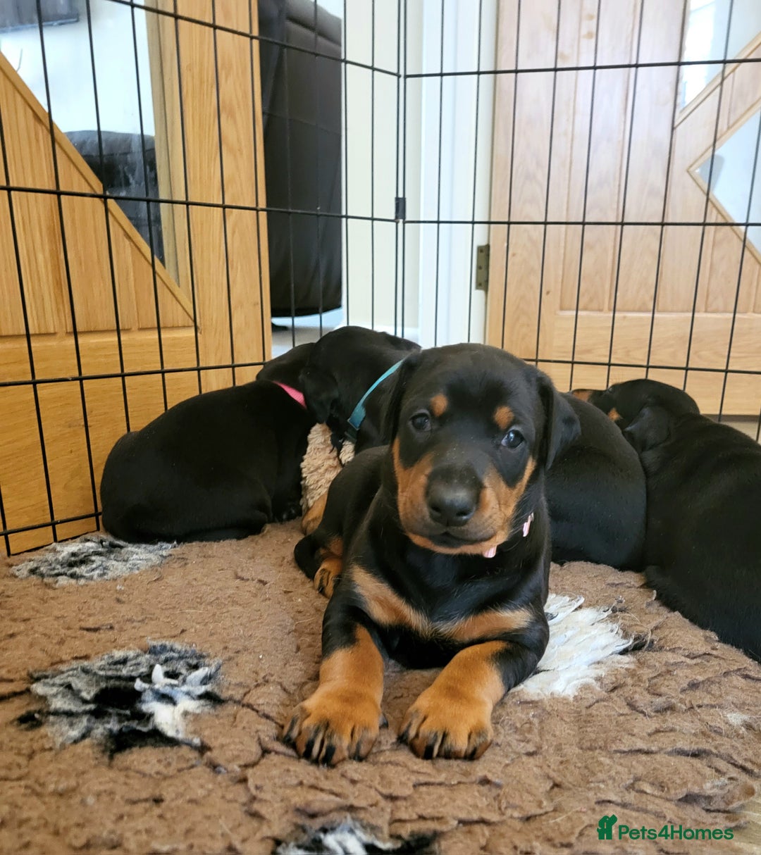 Dobermann dogs for sale: Gorgeous KC Dobermann Puppies  - Image 10