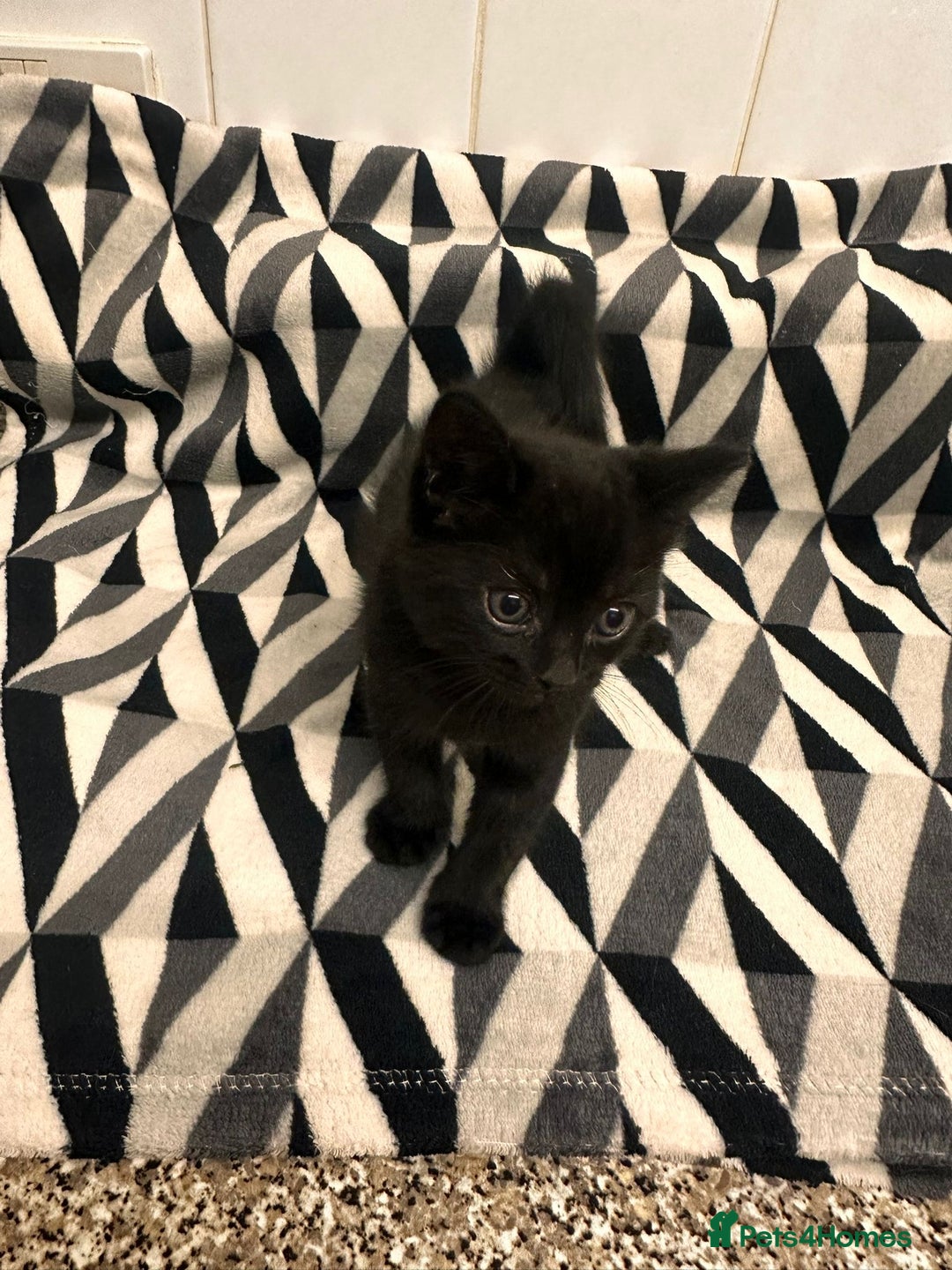 Domestic Shorthair cats for sale: Kittens for sale  - Image 4