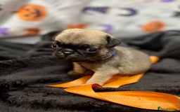 Pug dogs for sale: Pretty Female Pug Puppies x2 HEALTHY & HAPPY  - Image 11