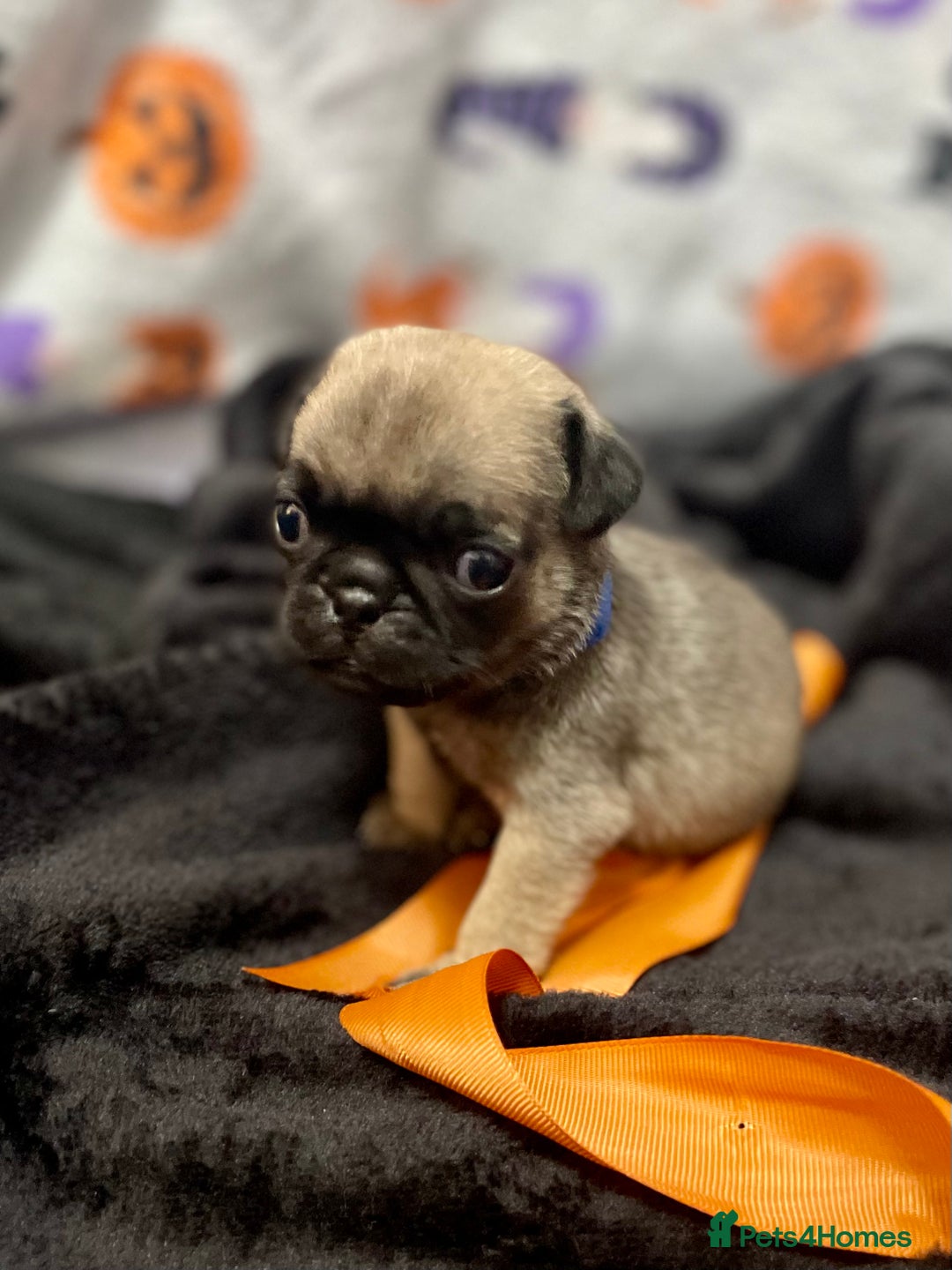 Pug dogs for sale: Pretty Female Pug Puppies x2 HEALTHY & HAPPY  - Image 11