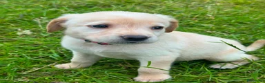 Labrador Retriever 7