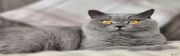 British Shorthair cats for sale: Chilled Fluffy Sleepy Cloud Boy 3yrs old - Advert 5