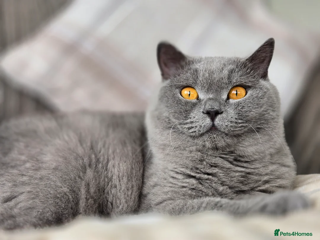 British Shorthair cats for sale: Chilled Fluffy Sleepy Cloud Boy 3yrs old - Advert 5
