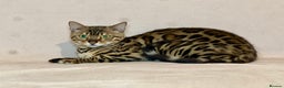 Bengal cats for sale: Bengal Queen  - Advert 10